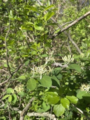 Lonicera