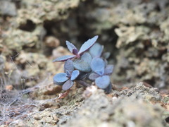 Kalanchoe garambiensis