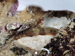 Halidesmus scapularis