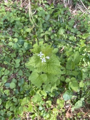 Alliaria petiolata