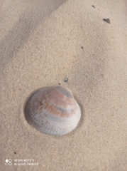Glycymeris