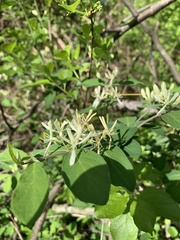 Lonicera