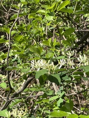 Lonicera