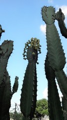 Euphorbia ingens
