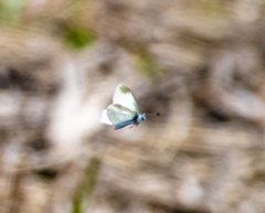Leptidea juvernica