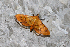 Orphanostigma haemorrhoidalis