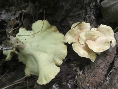 Xanthoporus peckianus