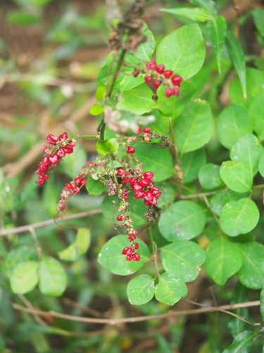 Image of Redberry (Deeringia amaranthoides) by no rights reserved