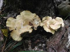 Xanthoporus peckianus