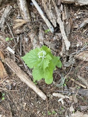 Alliaria petiolata