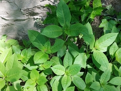 Impatiens parviflora