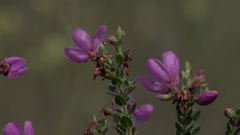 Microlicieae