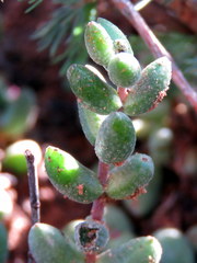 Crassula subaphylla
