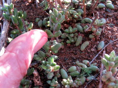 Crassula subaphylla