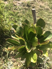Cussonia thyrsiflora