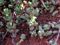 Crassula subaphylla