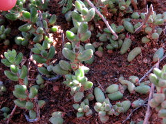 Crassula subaphylla