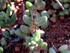 Crassula subaphylla