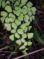 Adiantum raddianum