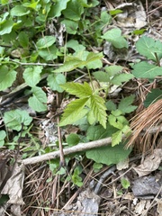Rubus