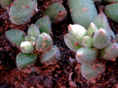 Crassula subaphylla