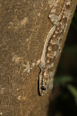 Hemidactylus platycephalus