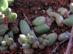 Crassula subaphylla