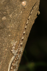 Hemidactylus platycephalus