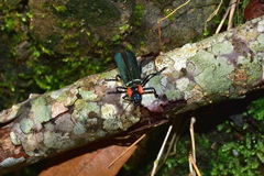 Themus explanaticollis