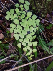 Adiantum raddianum