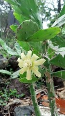 Brasiliopuntia brasiliensis