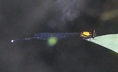 Prodasineura croconota