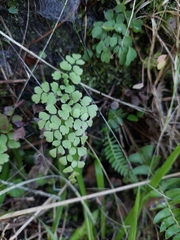Adiantum raddianum
