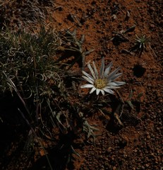 Gazania jurineifolia