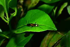 Paratimomenus flavocapitata