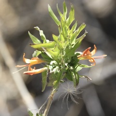 Anisacanthus