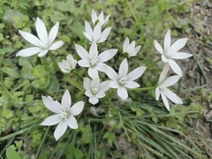 Ornithogalum orthophyllum