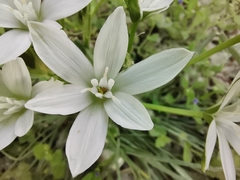 Ornithogalum orthophyllum