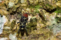 Xylotrechus rufilius