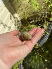 Pomacea paludosa