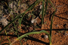 Gazania jurineifolia