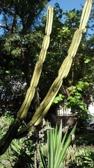 Cereus repandus