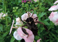 Petascelis remipes