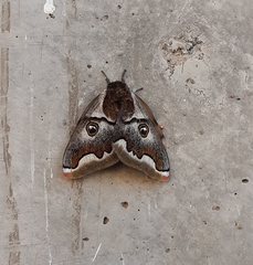 Polythysana cinerascens