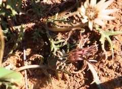 Gazania jurineifolia