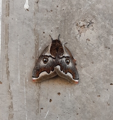 Polythysana cinerascens