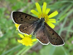 Lycaena tityrus