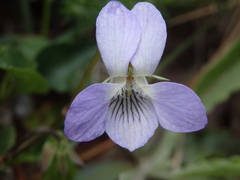 Viola lactea