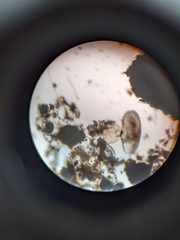 Oligostraca