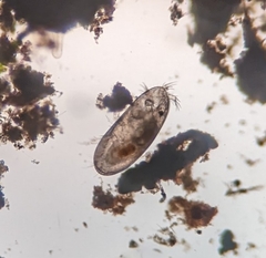 Oligostraca